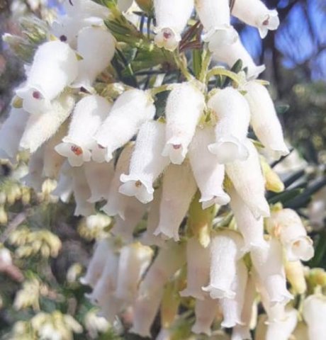 Erica afra white flower, creamy buds
